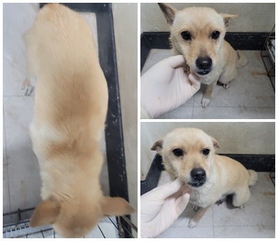 논산시 동물보호센터_444454202500438